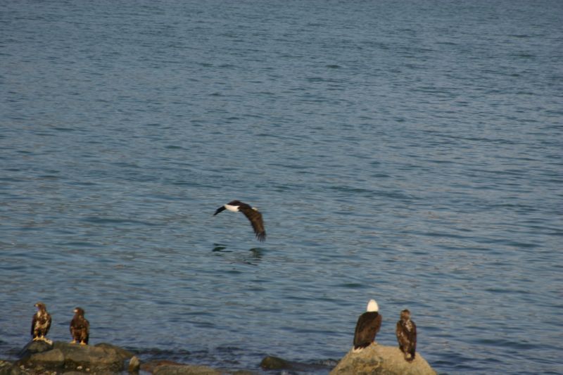 062404 Haines AK (10067)